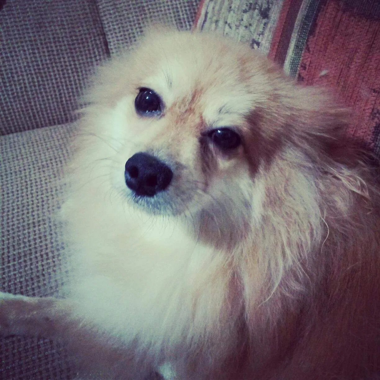 Lost dog in Sugar Land, TX, 77478