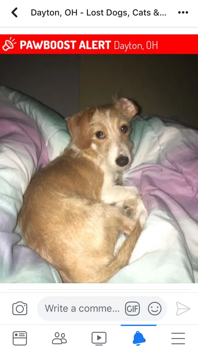 Lost dog in Dayton, OH, 45405