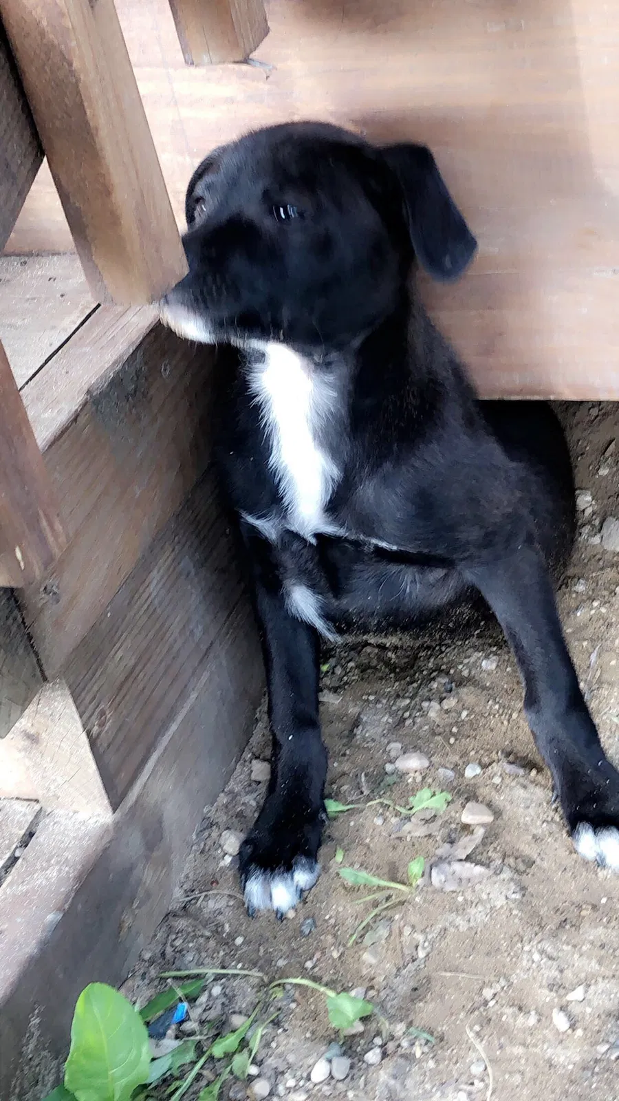 Lost dog in Pontiac, MI, 48342