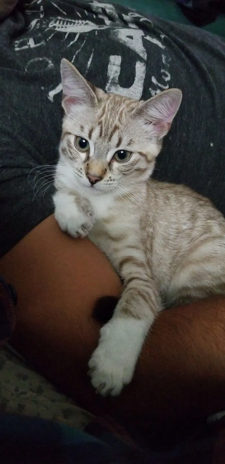 Lost cat in Irvine, CA, 92620