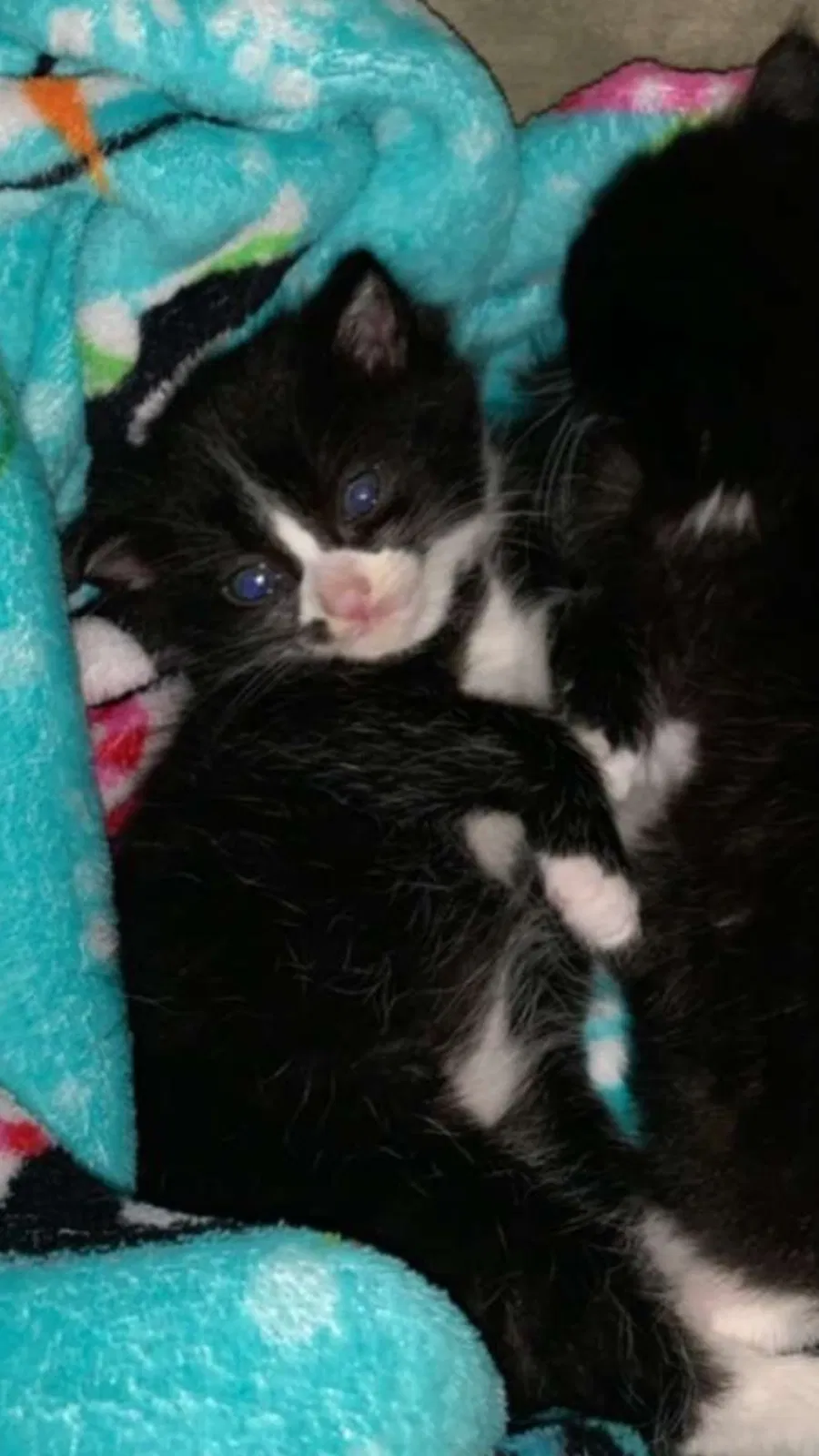Lost cat in Hillsboro, OR, 97124
