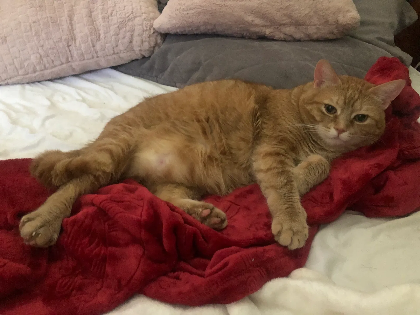 Lost cat in Bristol, PA, 19007