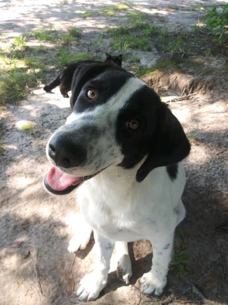 Lost dog in Sedley, VA, 23878