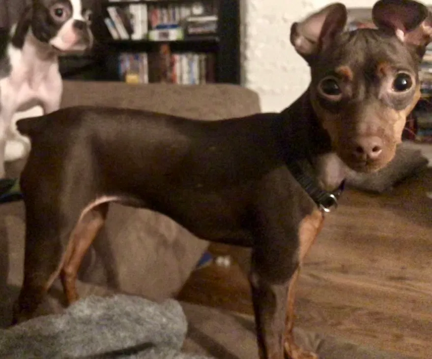 Lost dog in Oklahoma City, OK, 73110