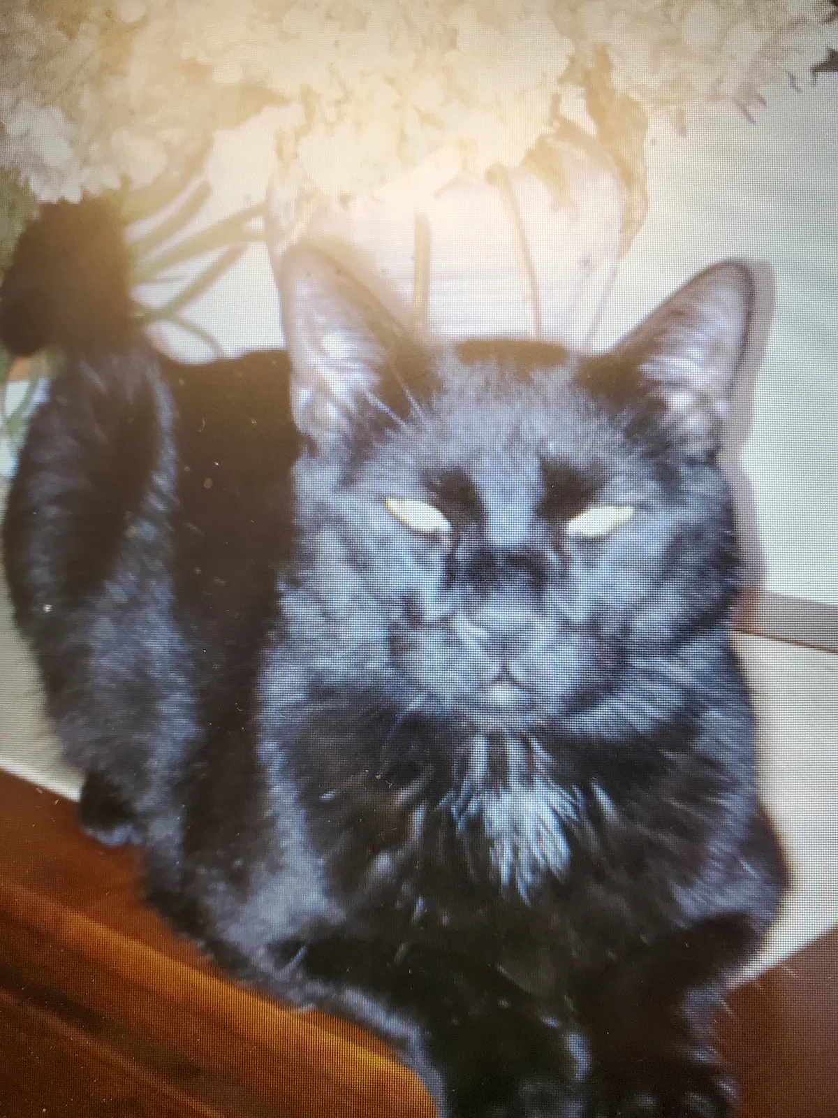 Lost cat in Easton, PA, 18045