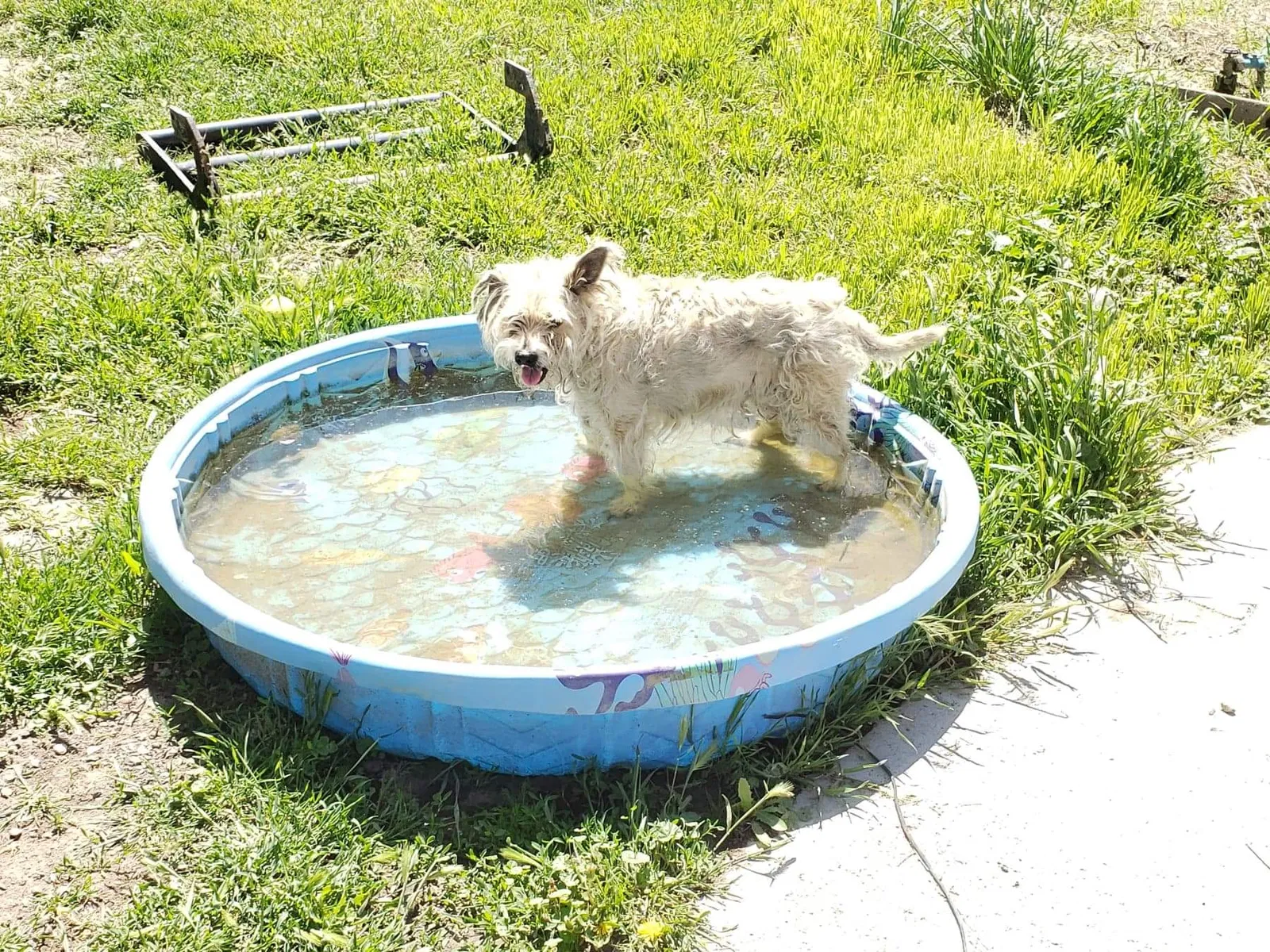 Lost dog in Benton City, WA, 99320