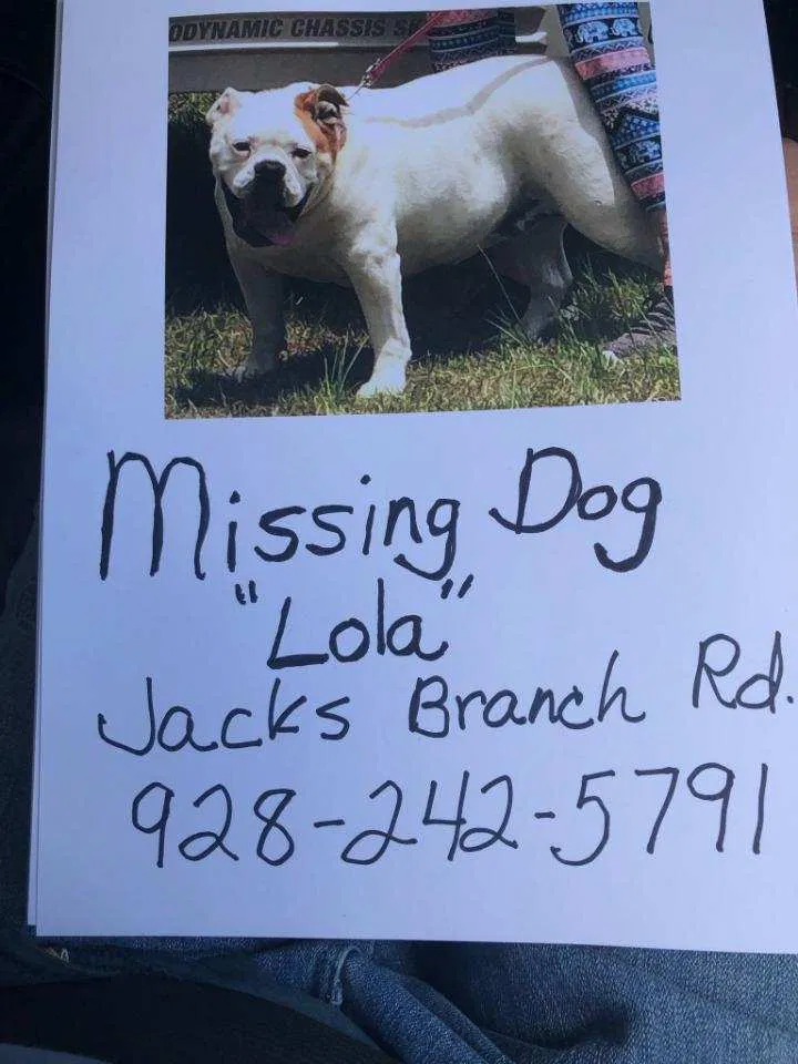 Lost dog in Cantonment, FL, 32533