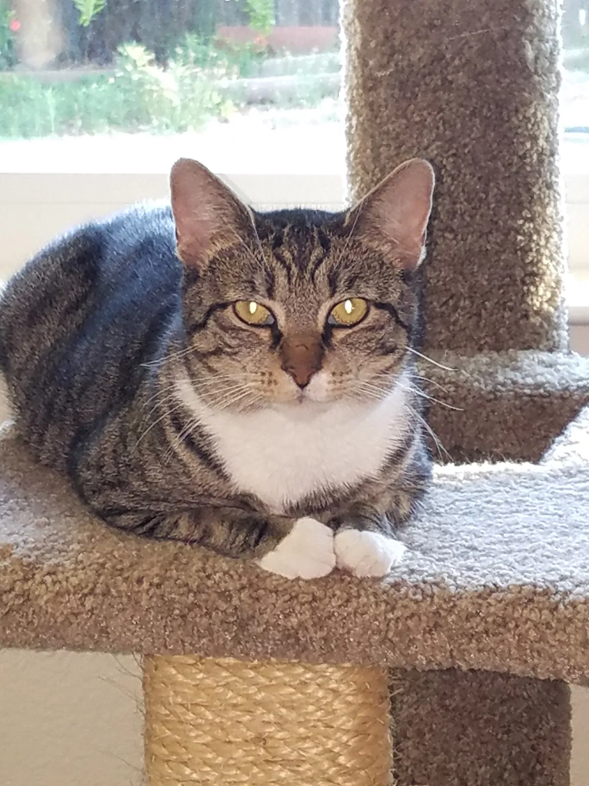 Lost cat in Lincoln, CA, 95648