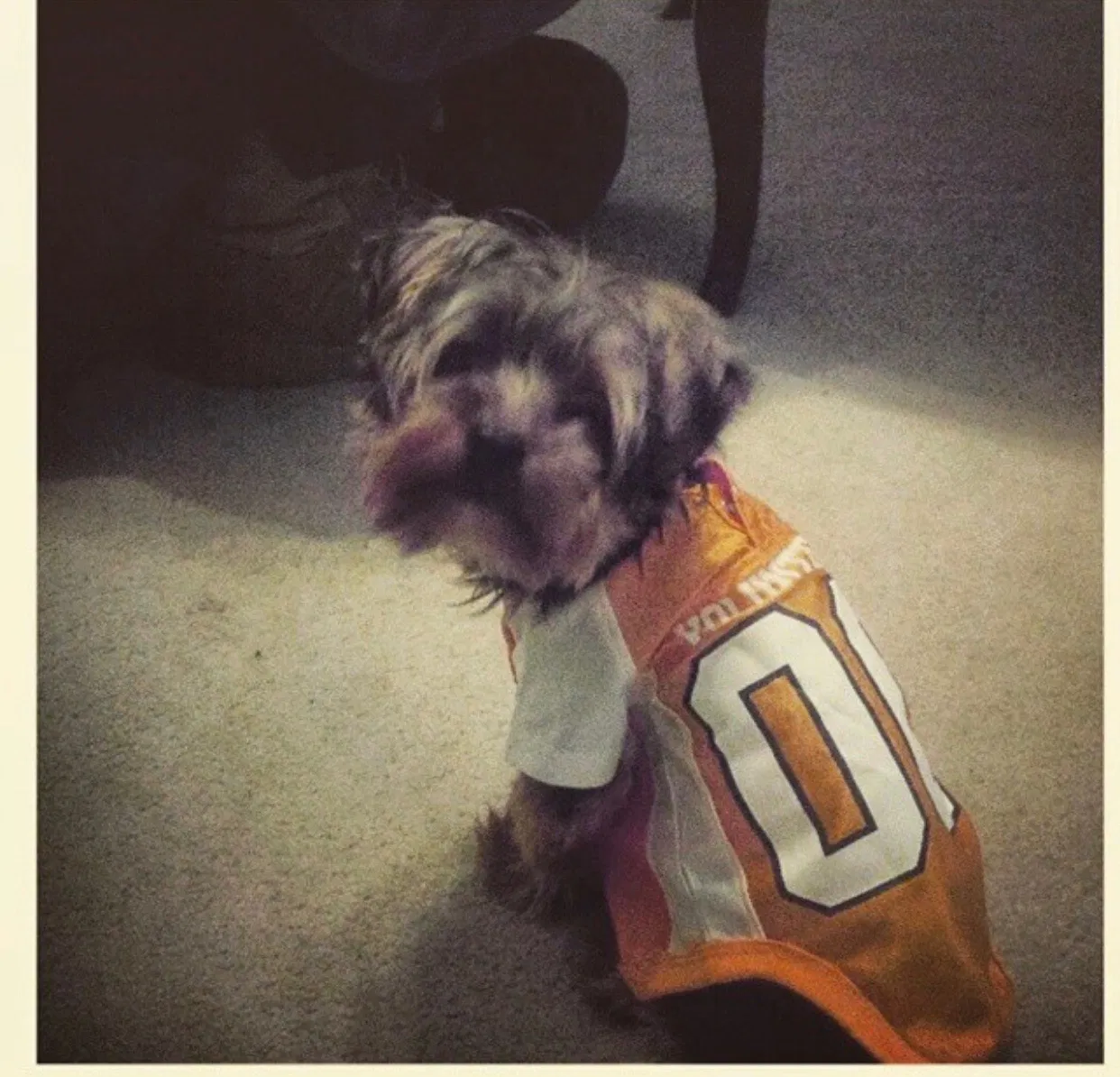 Lost dog in Fort Oglethorpe, GA, 30742