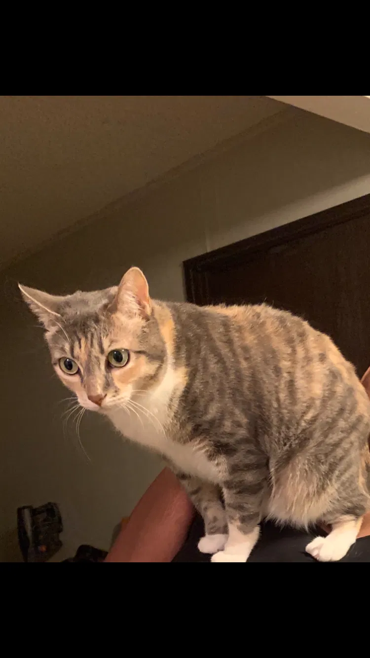 Lost cat in Antioch, CA, 94509