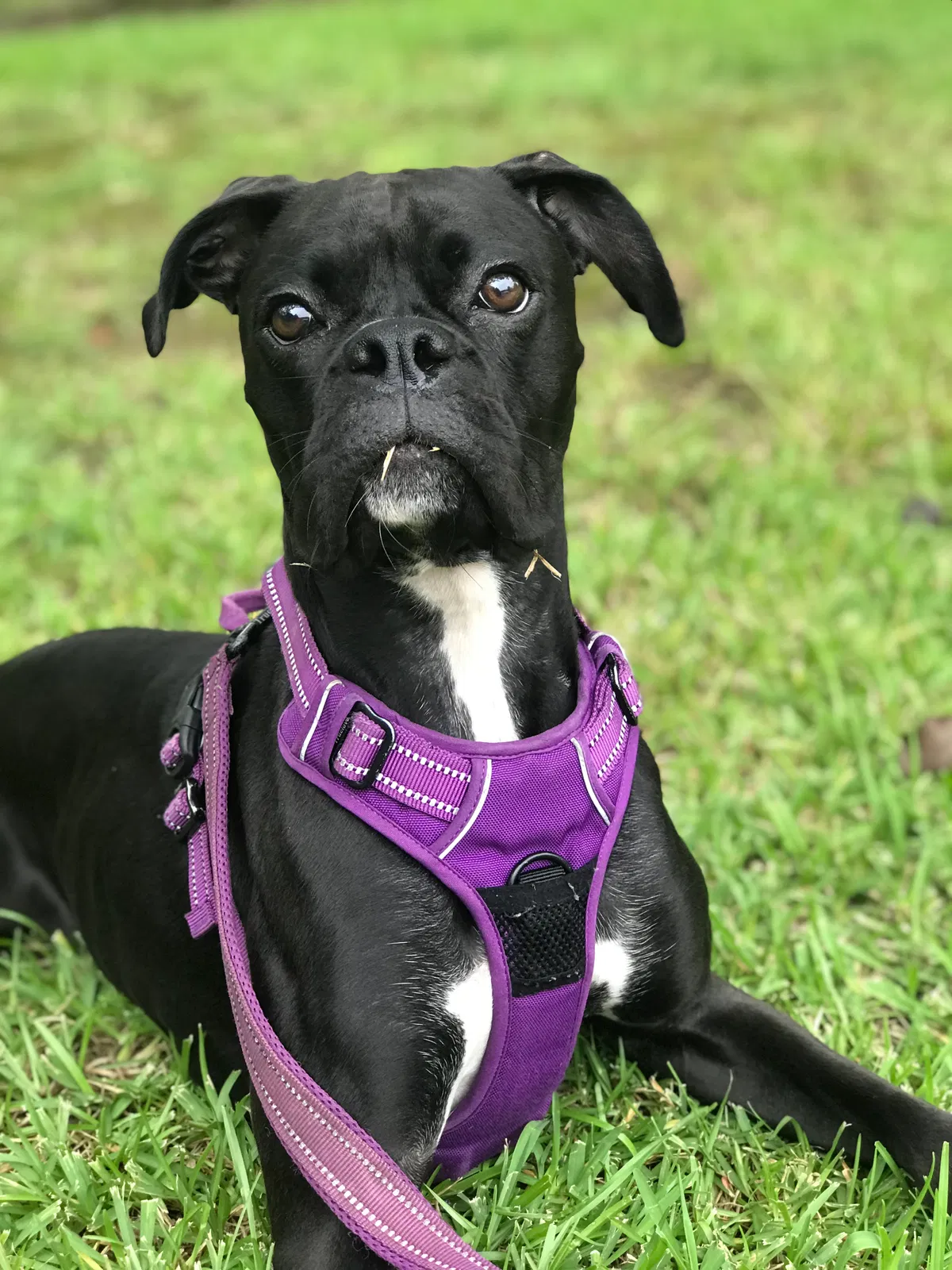 Lost dog in Slidell, LA, 70461