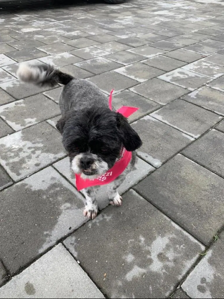 Lost dog in Wellington, FL, 33414