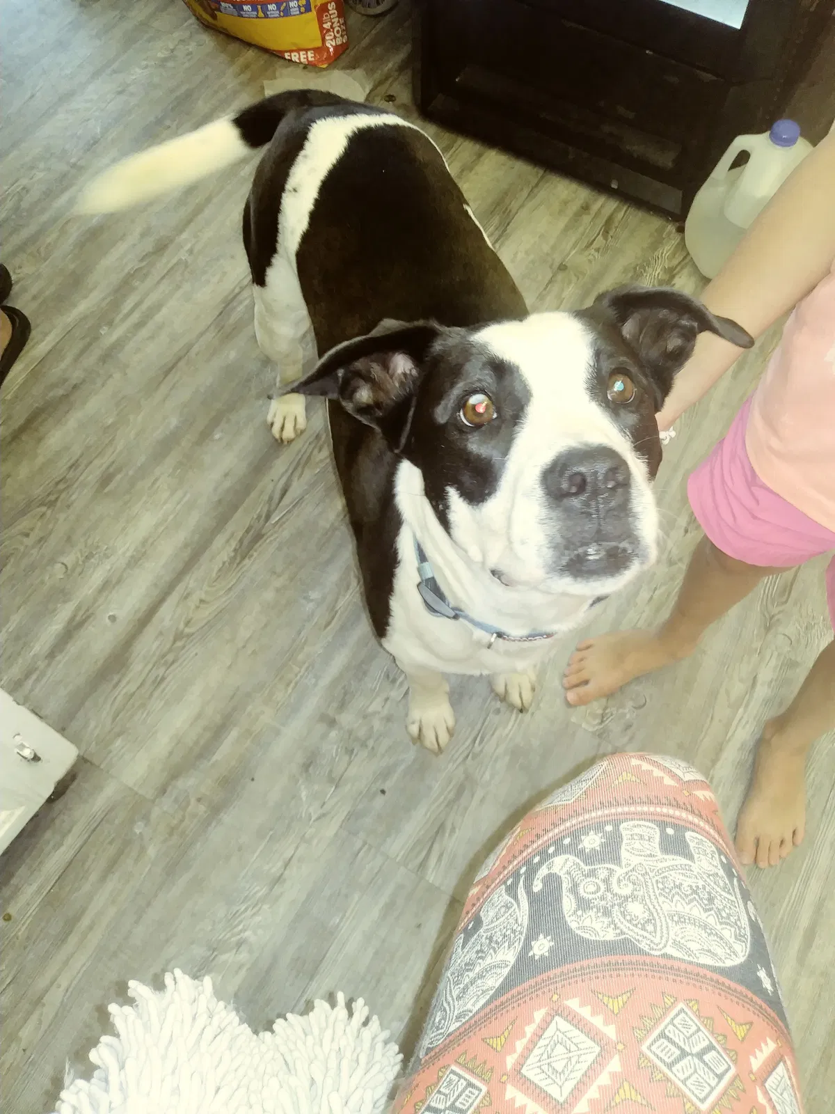 Lost dog in Norman, OK, 73026