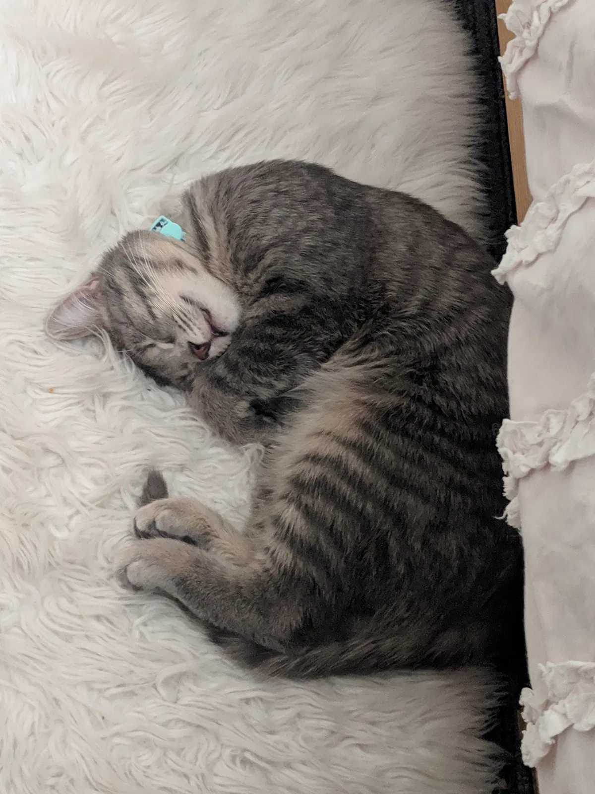 Lost cat in Cuyahoga Falls, OH, 44221