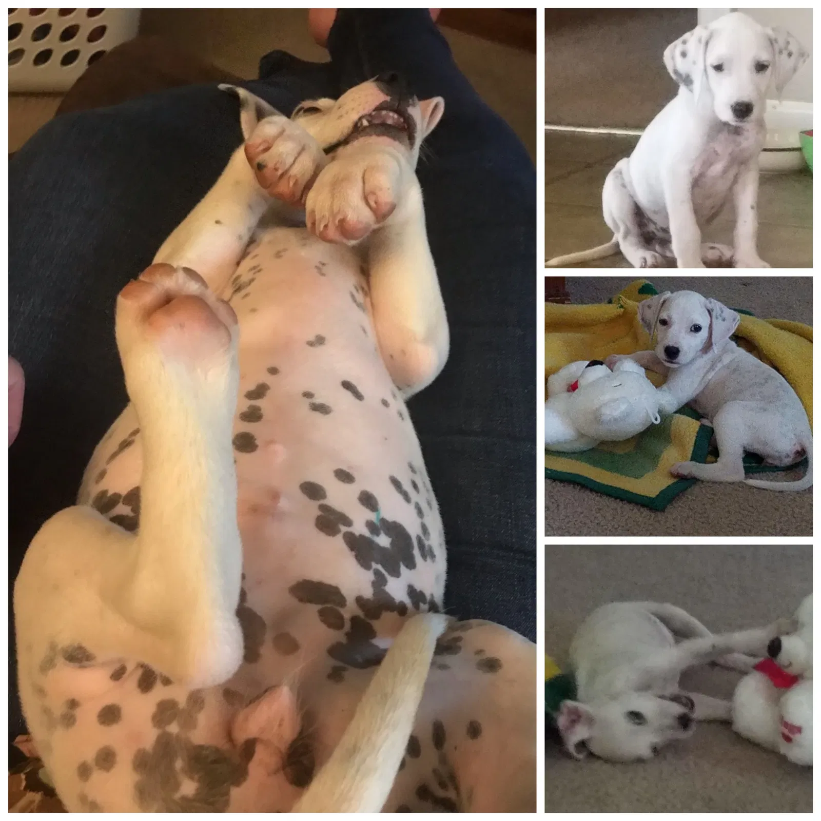 Lost dog in Heidelberg, MS, 39439