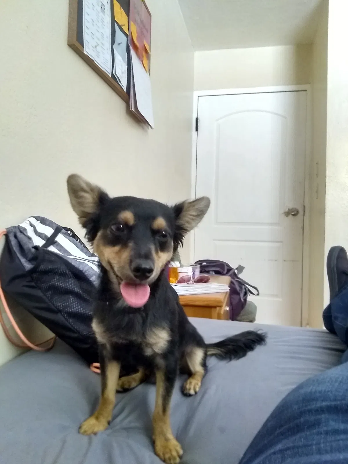 Lost dog in Modesto, CA, 95351