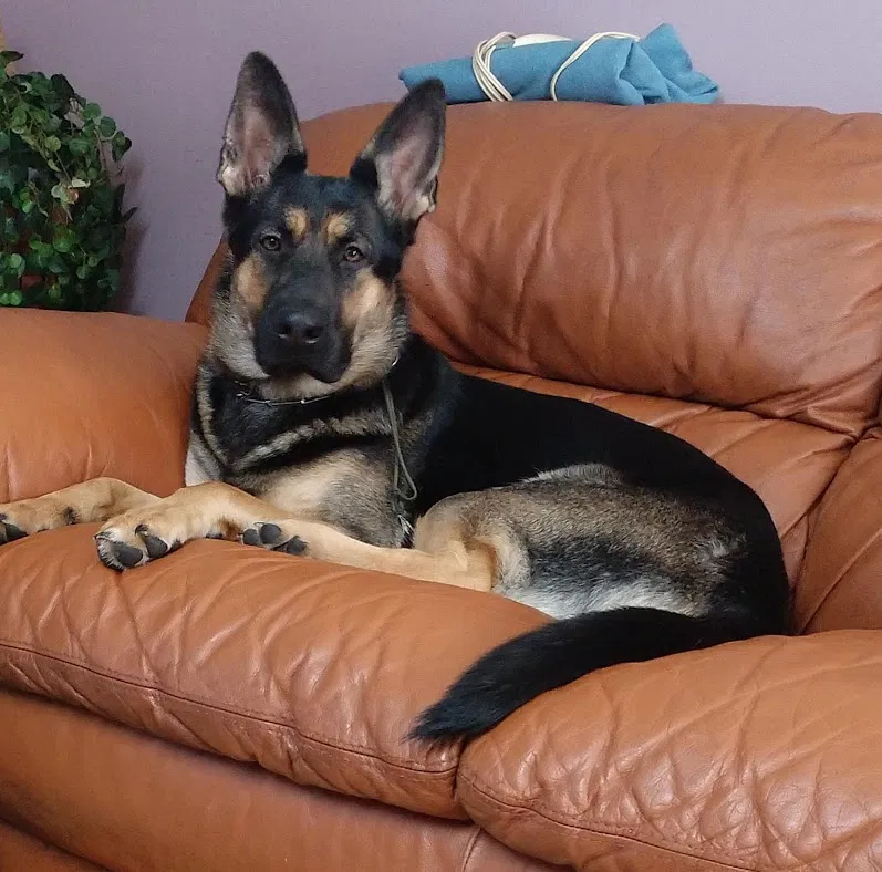 Lost dog in Crystal Lake, IL, 60014