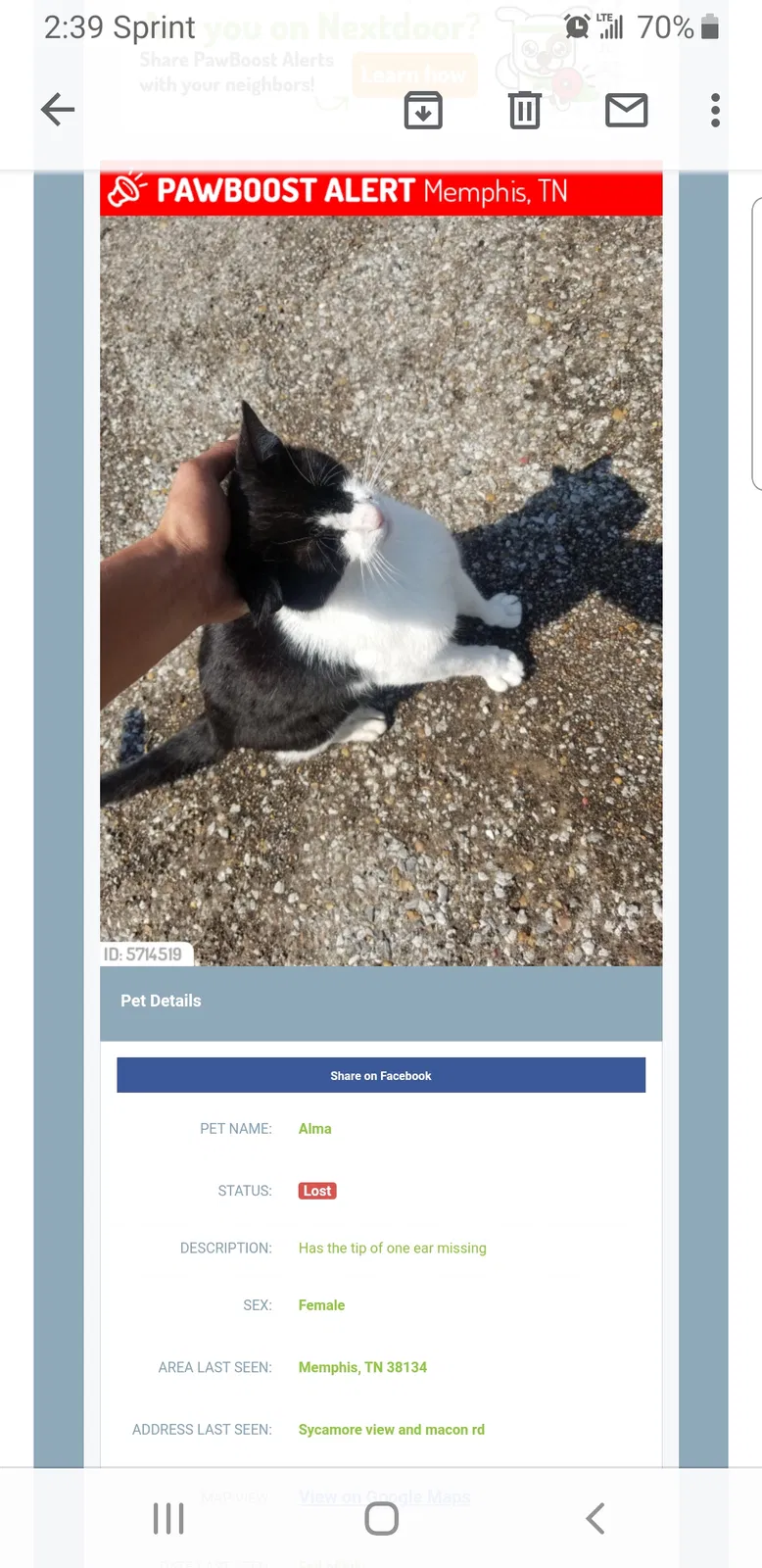 Lost cat in Memphis, TN, 38134
