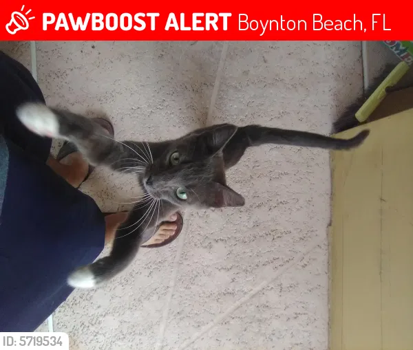 Lost cat in Boynton Beach, FL, 33436