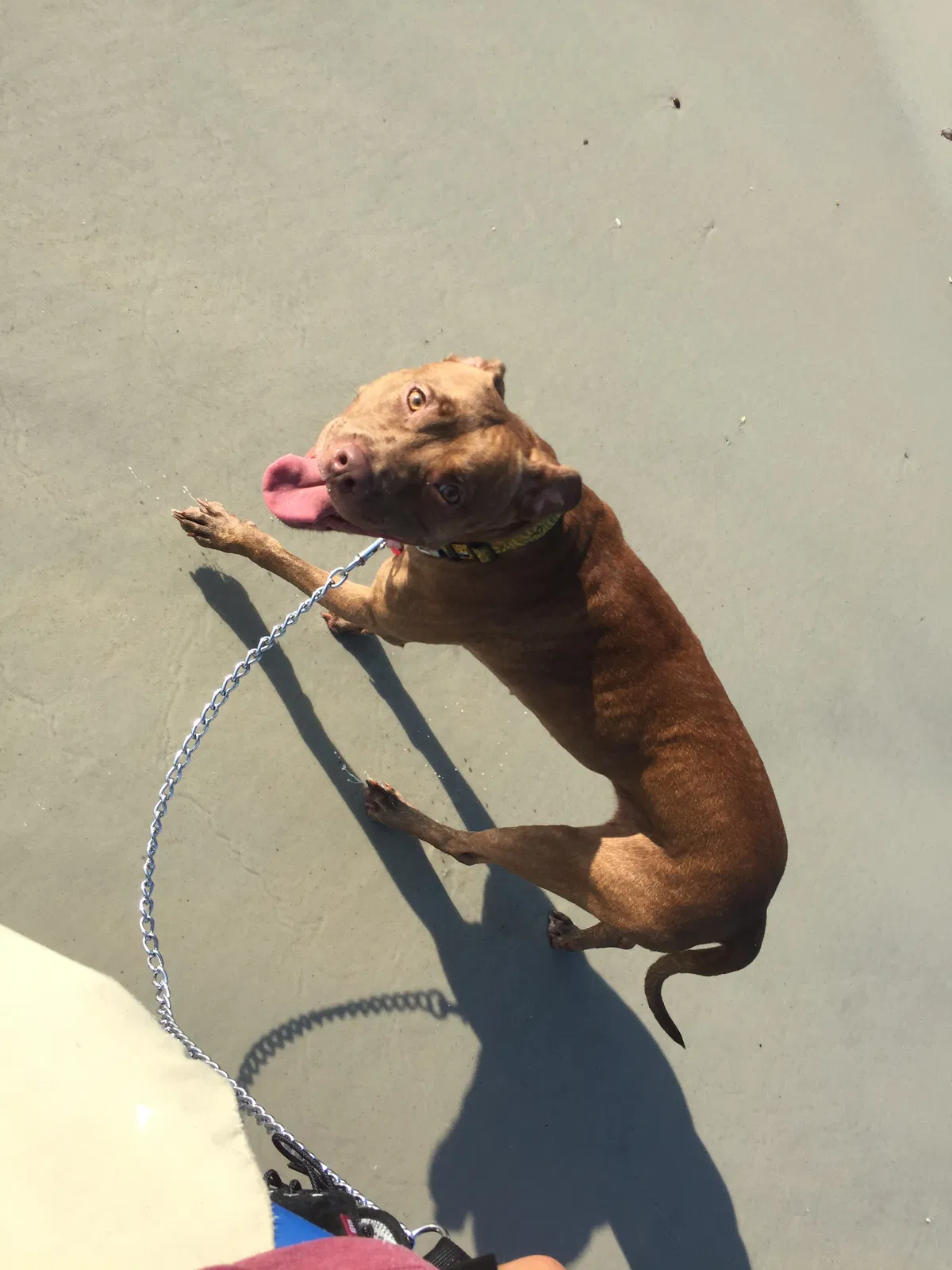 Lost dog in Saint Petersburg, FL, 33713