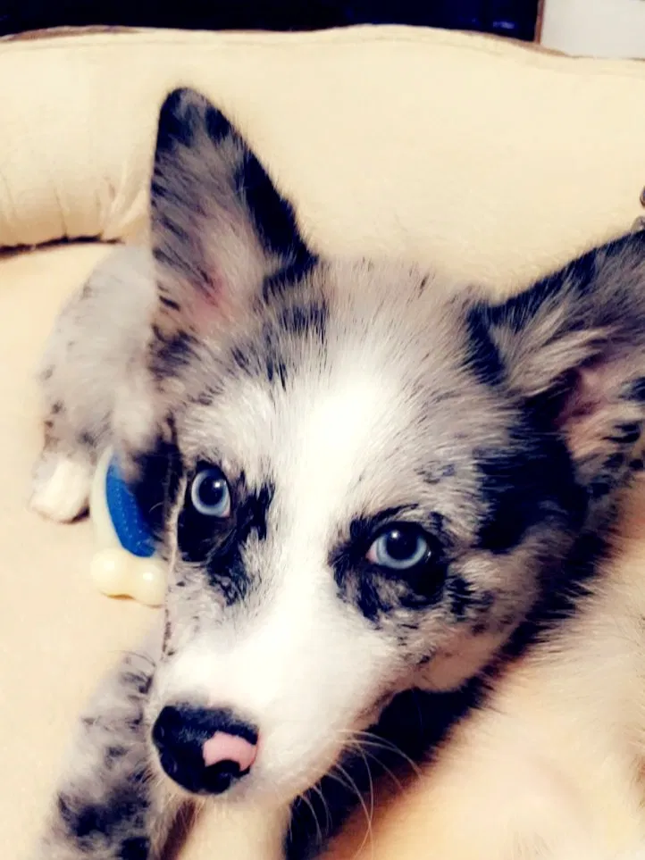 Lost dog in Centerville, SD, 57014