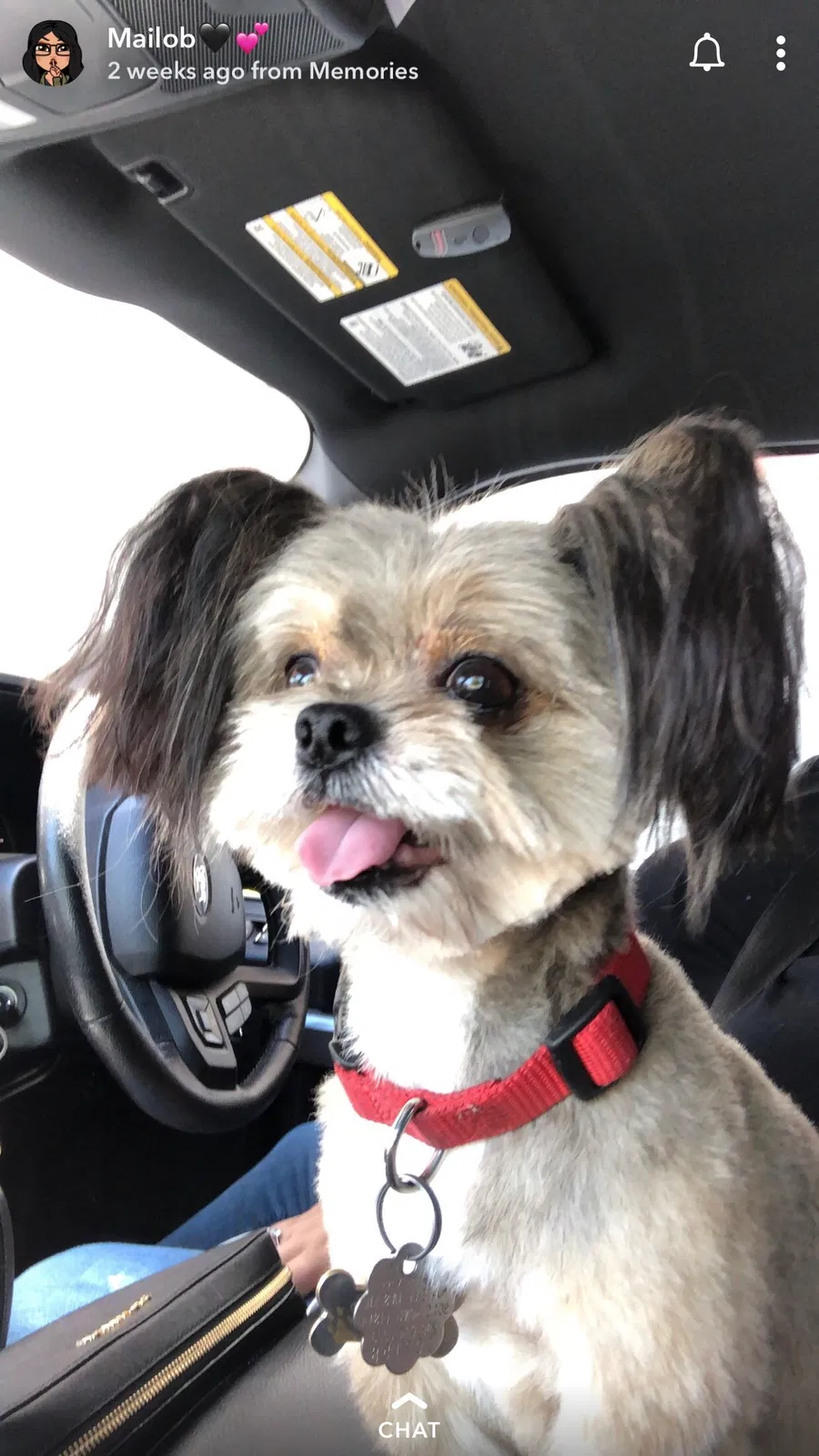 Lost dog in Delhi, CA, 95315