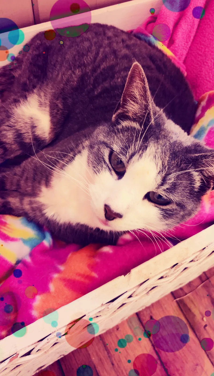 Lost cat in Douglasville, GA, 30135