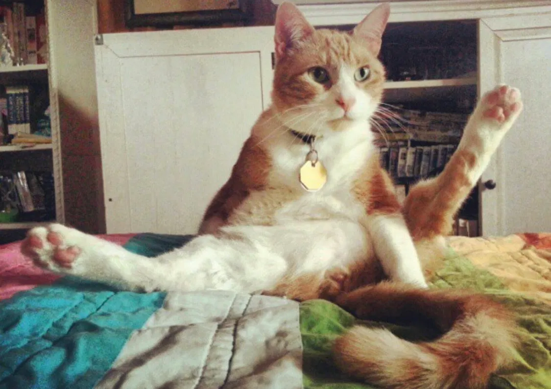 Lost cat in Douglasville, GA, 30135