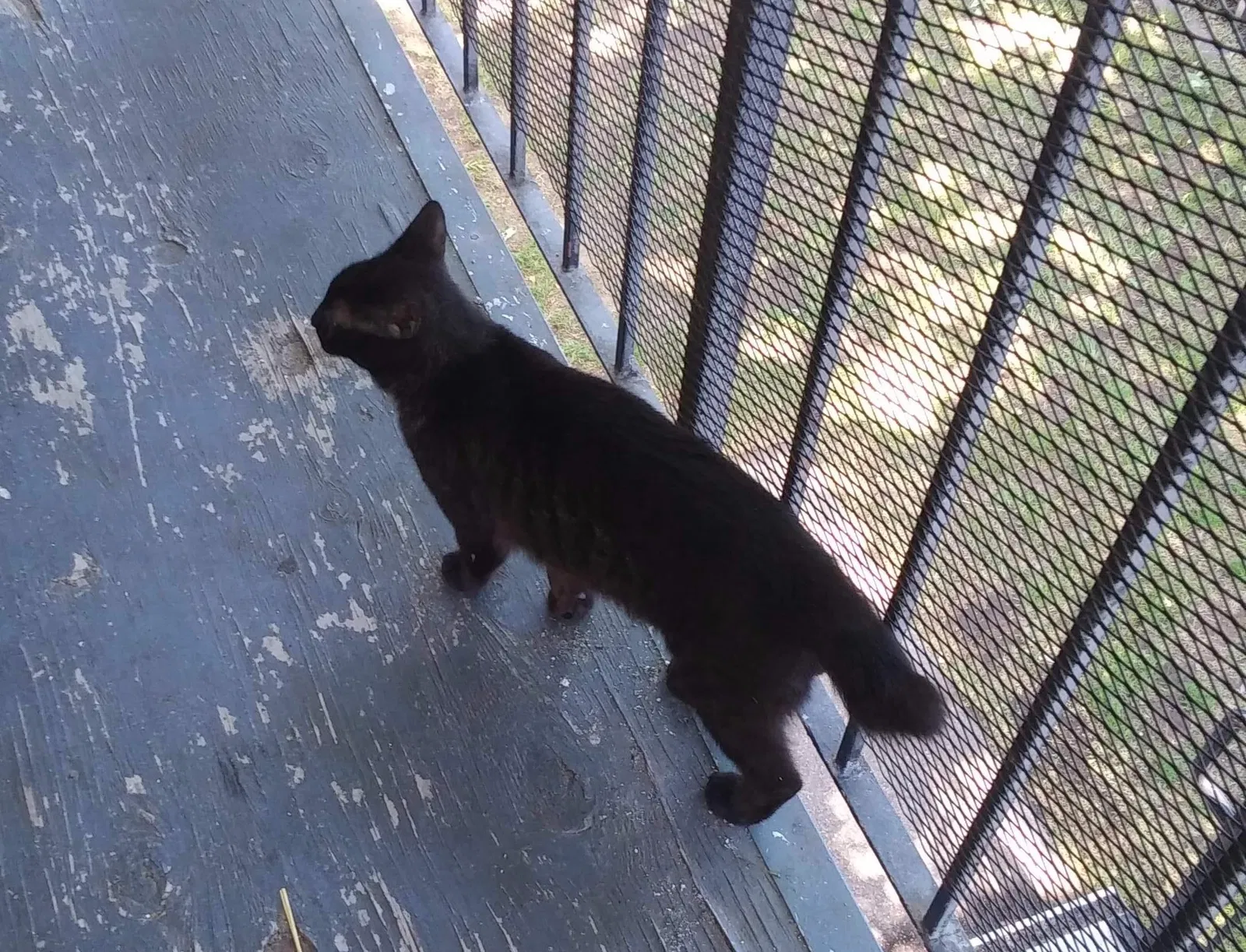 Lost cat in Sacramento, CA, 95815
