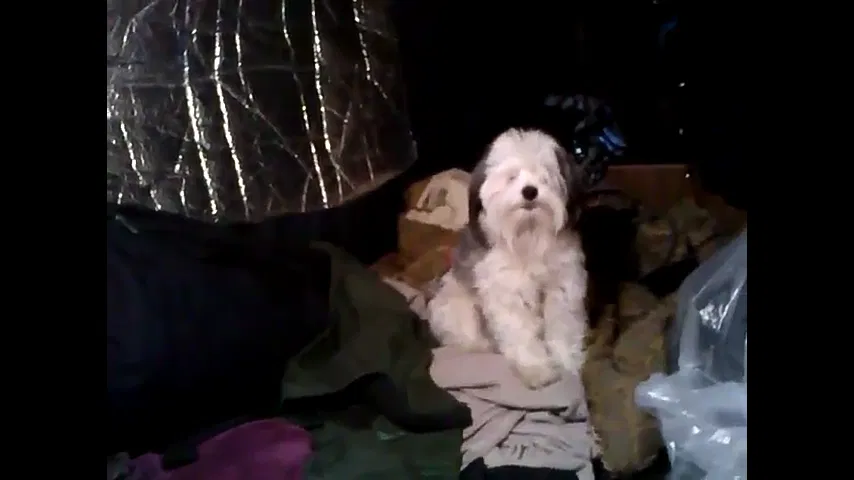 Lost dog in Arvin, CA, 93203