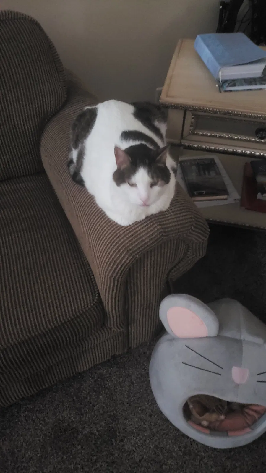 Lost cat in Akron, OH, 44306