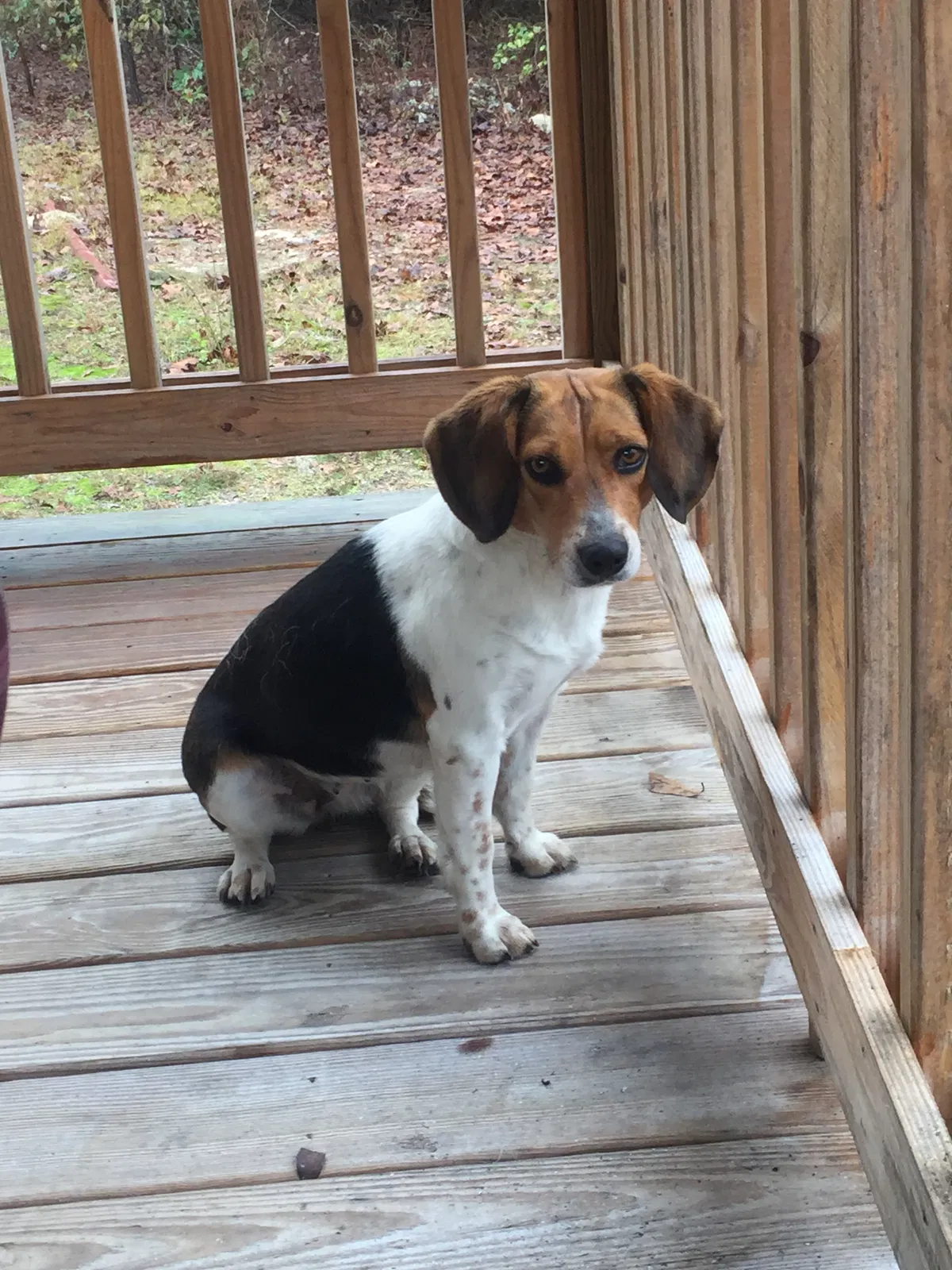 Lost dog in Leesville, SC, 29070