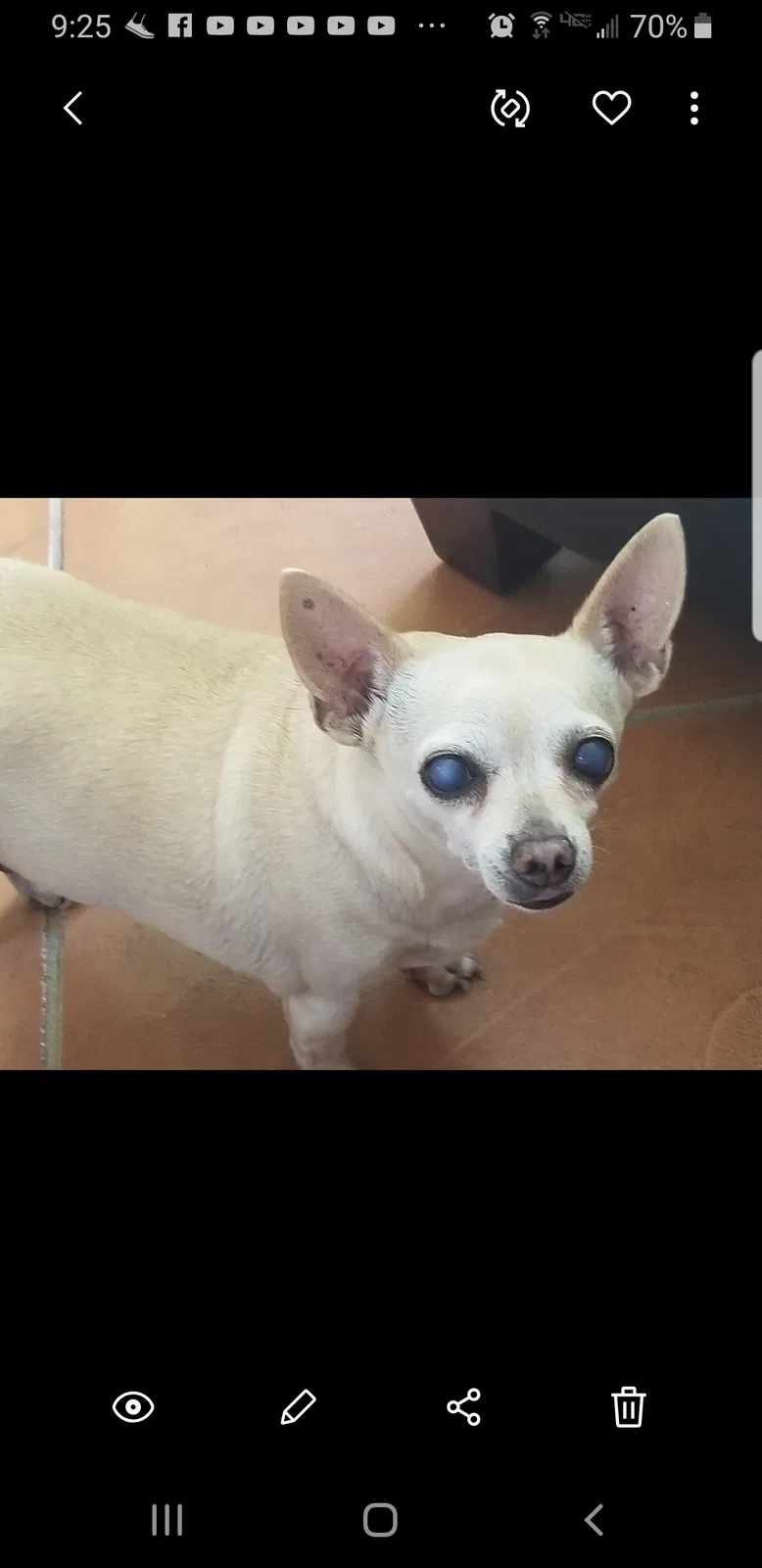 Lost dog in Tucson, AZ, 85745