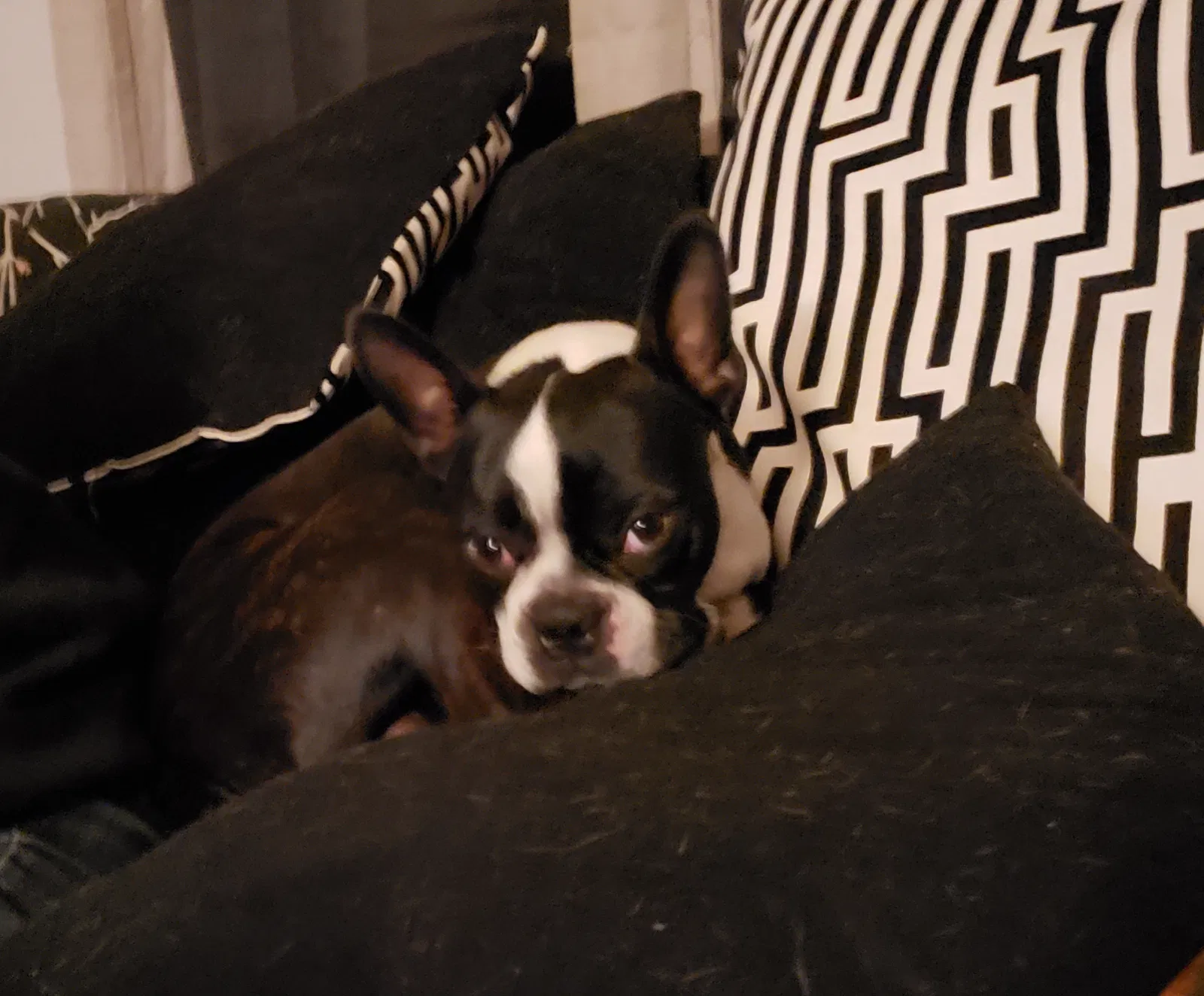 Lost dog in Tulsa, OK, 74126