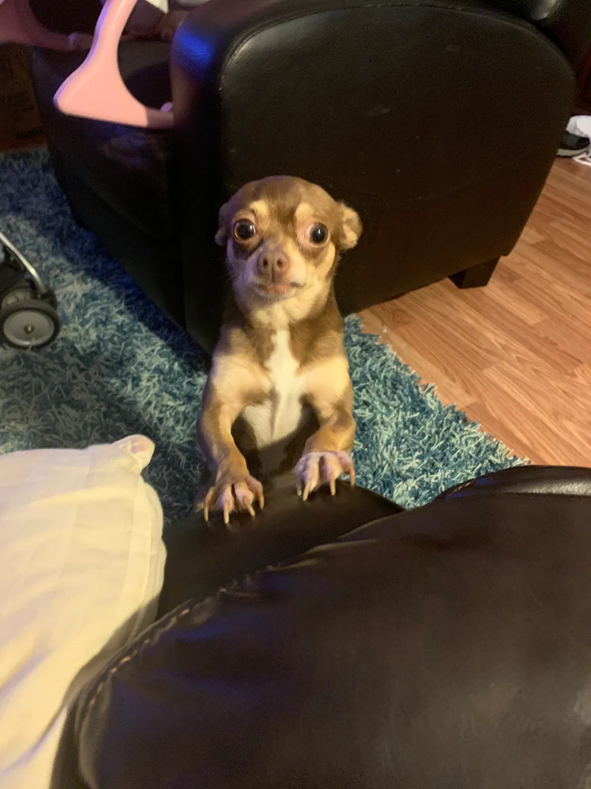 Lost dog in Garner, NC, 27529
