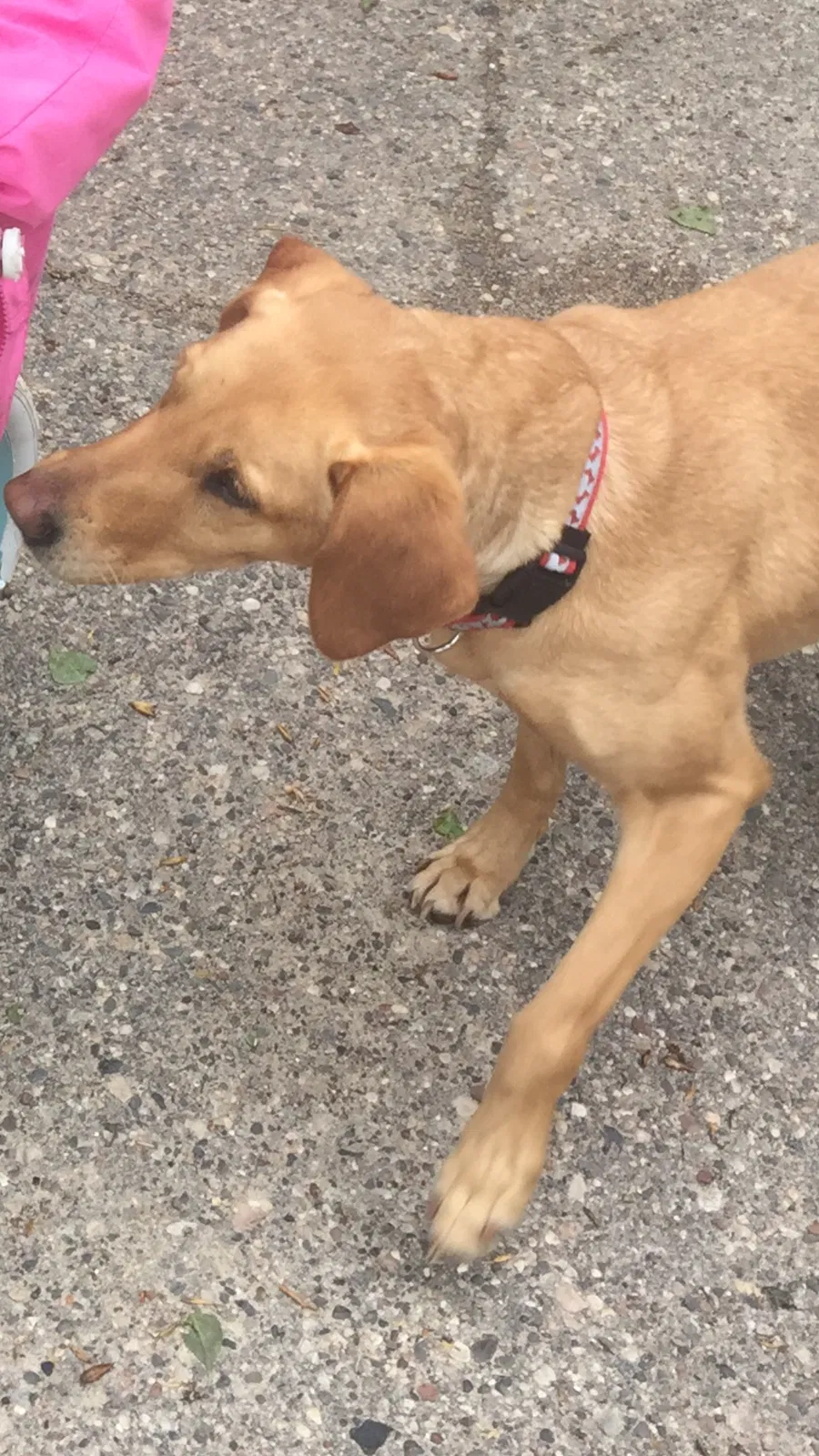 Lost dog in Elko New Market, MN, 55020