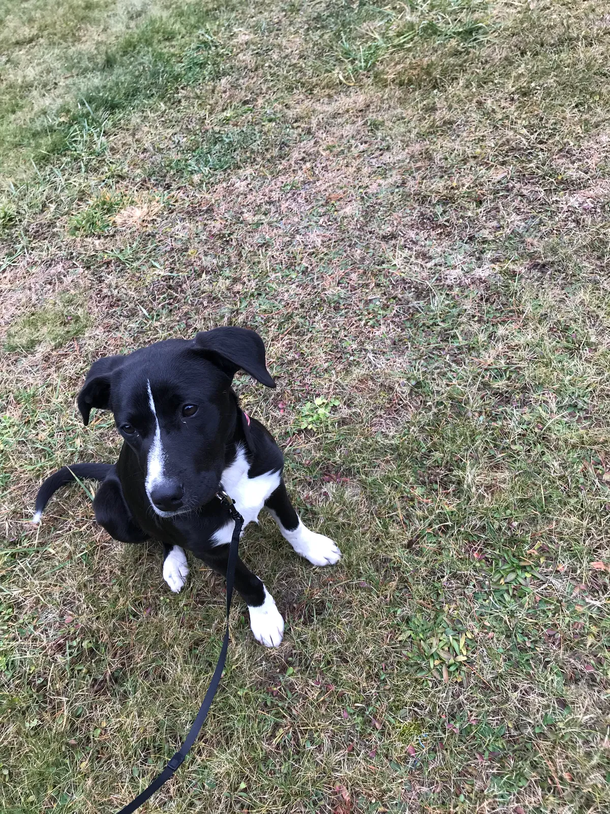 Lost dog in Indian Valley, VA, 24105