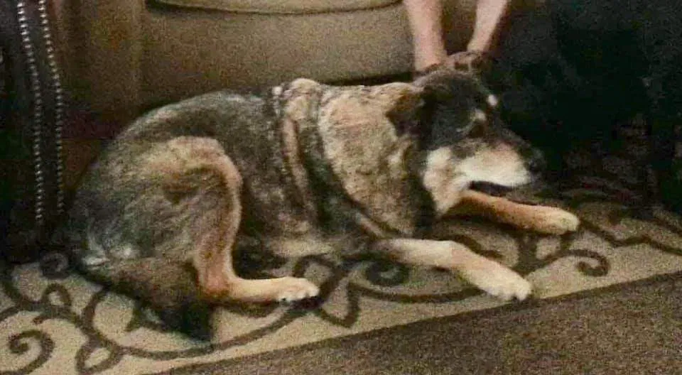 Lost dog in Lower Lake, CA, 95457