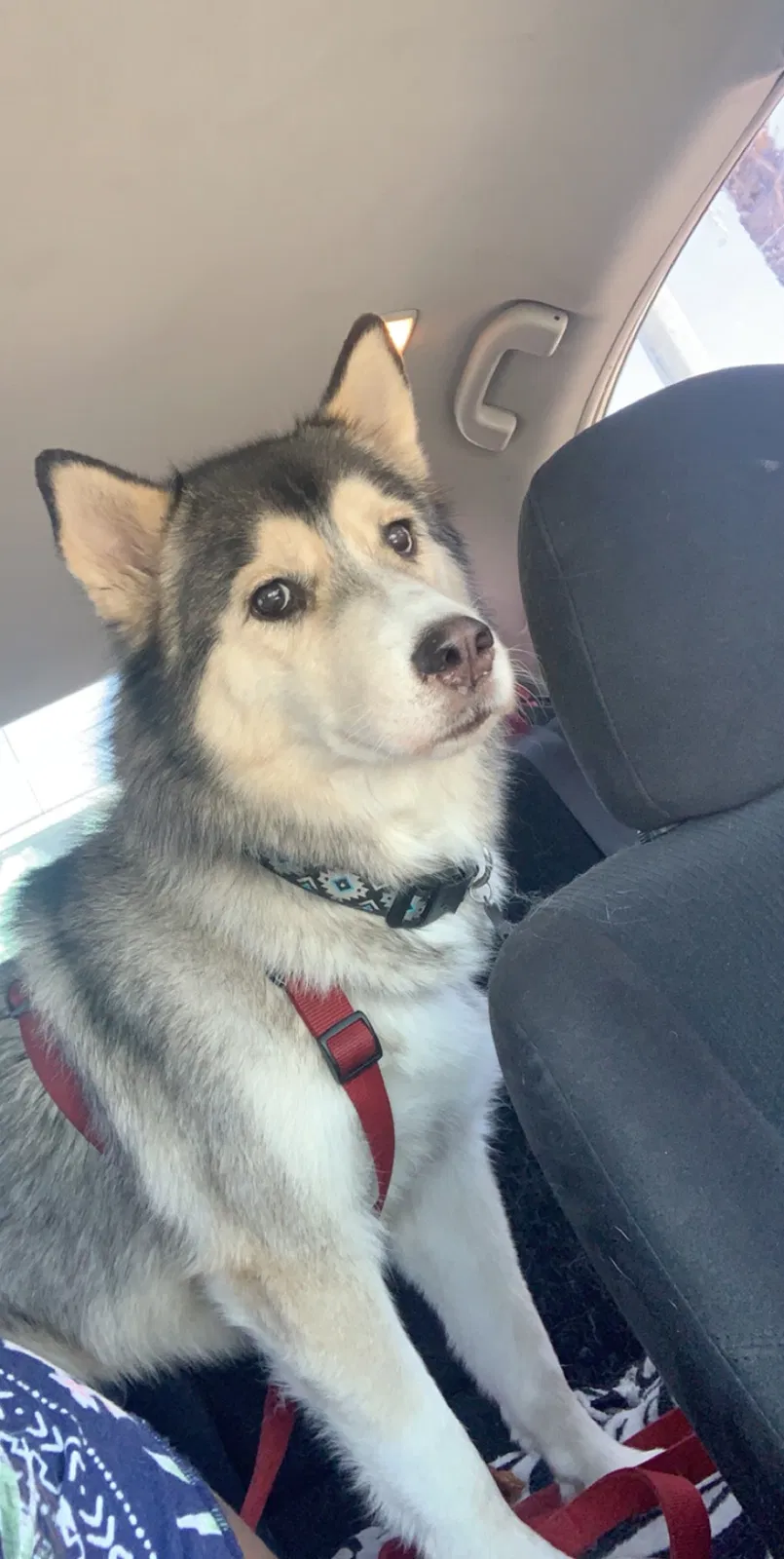 Lost dog in Phoenix, AZ, 85020