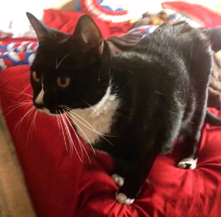 Lost cat in Kissimmee, FL, 34741