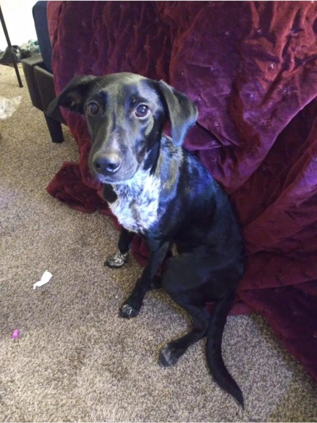 Lost dog in Salt Lake City, UT, 84104