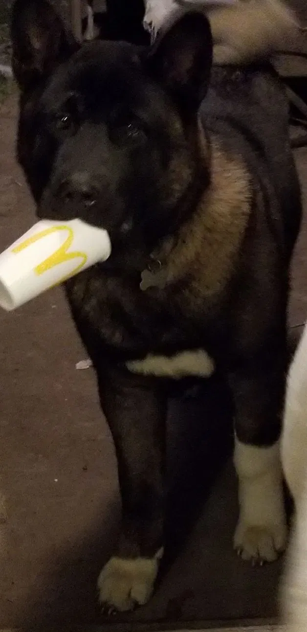 Lost dog in Independence, MO, 64052