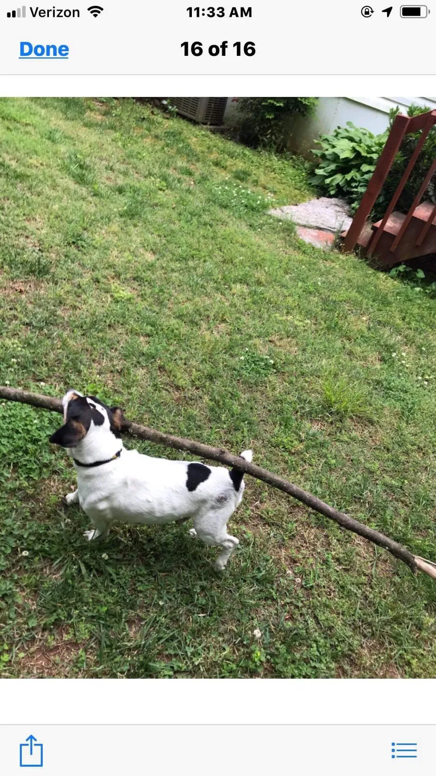 Lost dog in Maryville, TN, 37801