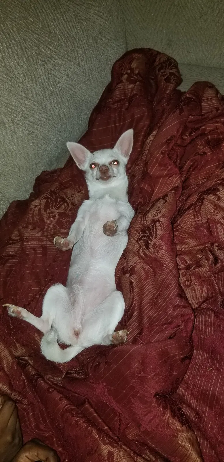 Lost dog in Indianapolis, IN, 46214