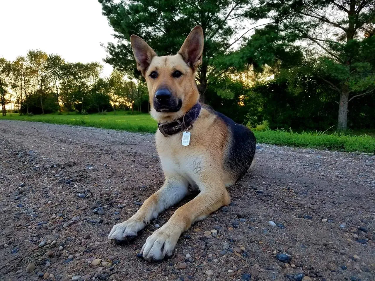 Lost dog in Fisher, MN, 56723