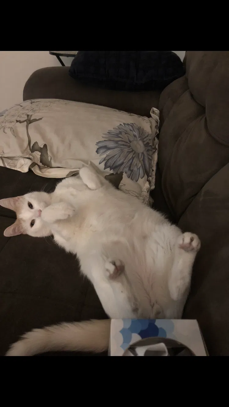 Lost cat in Laguna Hills, CA, 92653