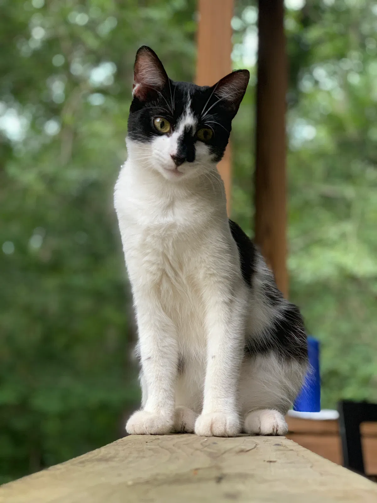 Lost cat in Tallahassee, FL, 32308