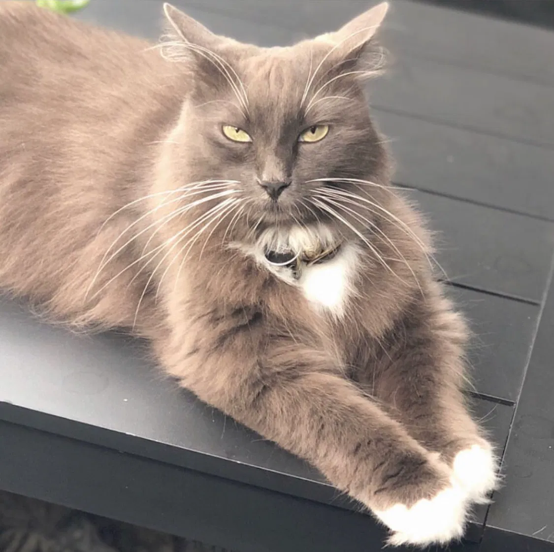 Lost cat in San Antonio, TX, 78204
