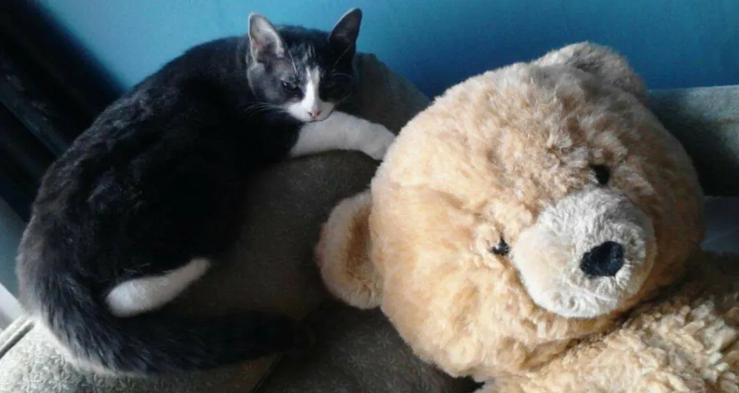 Lost cat in Athens, OH, 45701