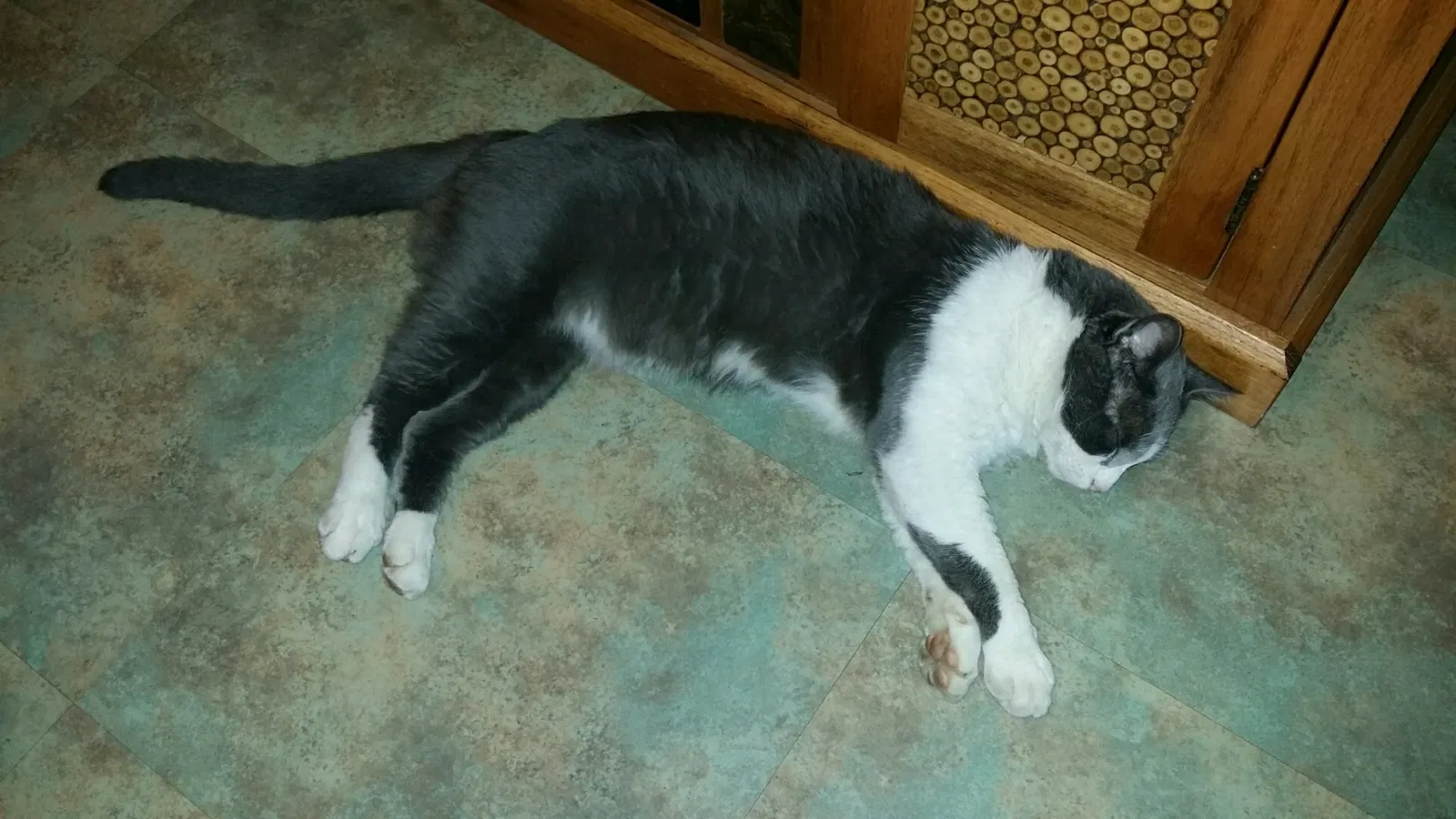 Lost cat in Fair Oaks, CA, 95628